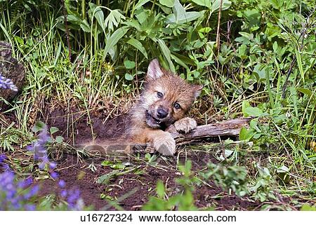 Picture - Wolf cub at den. Fotosearch