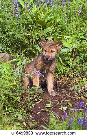 Stock Image - Wolf cub at den. Fotosearch