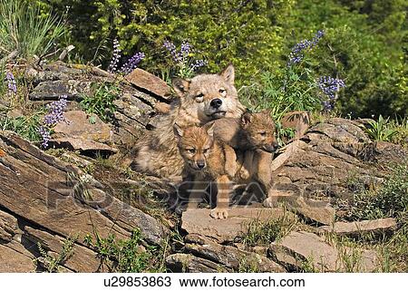 Wolf cubs and mother at den site View Large Photo Image Stock Image - Wolf cubs and mother at den site. Fotosearch