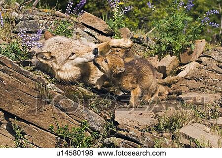 Wolf cubs and mother at den site View Large Photo Image Stock Photo - Wolf cubs and mother at den site. Fotosearch
