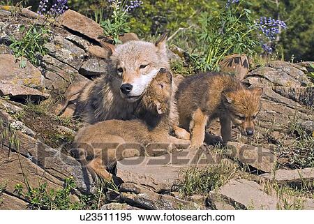 Wolf cubs and mother at den site View Large Photo Image Stock Photography - Wolf cubs and mother at den site. Fotosearch