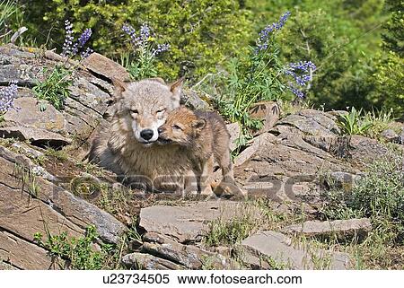 Stock Photography - Wolf cubs and mother at den site. Fotosearch