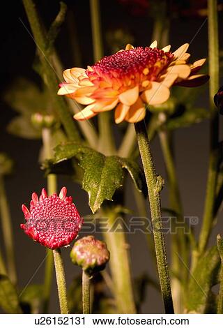 Stock Image - Yellow and red flowers. Fotosearch