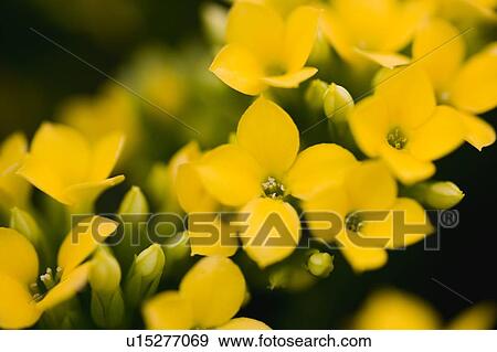 Yellow flowers View Large Photo Image Stock Photo - Yellow flowers. Fotosearch