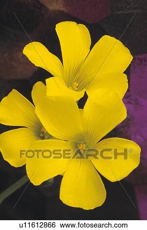 Yellow flowers View Large Photo Image Stock Photograph - Yellow flowers. Fotosearch