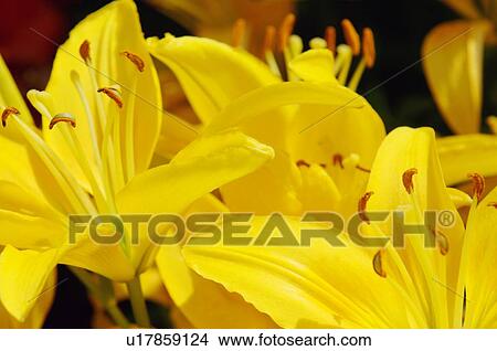 Yellow lilies View Large Photo Image Picture - Yellow lilies. Fotosearch