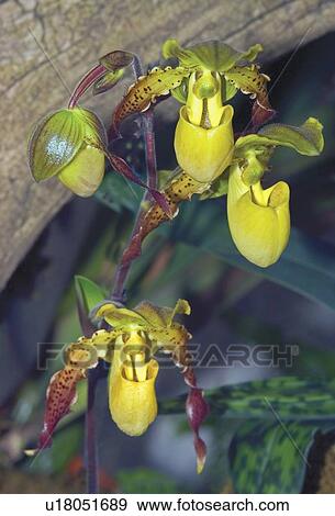 Yellow Orchids View Large Photo Image Stock Photo - Yellow Orchids. Fotosearch