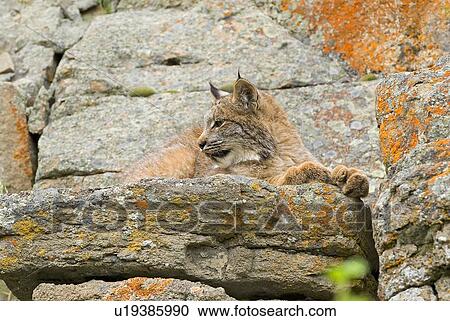Young Canadian lynx on rock ledge View Large Photo Image Stock Image - Young Canadian lynx on rock ledge. Fotosearch