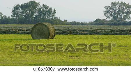 Bale of hay in field View Large Photo Image Stock Photo - Bale of hay in field. Fotosearch
