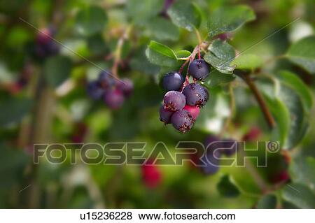 Berries on branches View Large Photo Image Stock Photo - Berries on branches. Fotosearch