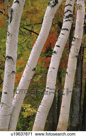 Birch Tree trunks in fall View Large Photo Image Stock Image - Birch Tree trunks in fall . Fotosearch