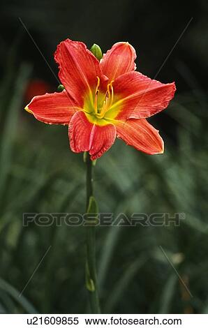 Stock Photography - Blooming Day lily. Fotosearch