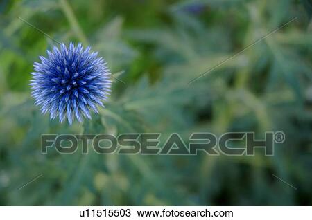 Blue flower View Large Photo Image Stock Image - Blue flower. Fotosearch