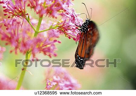 Stock Photography - Butterfly on a flower. Fotosearch