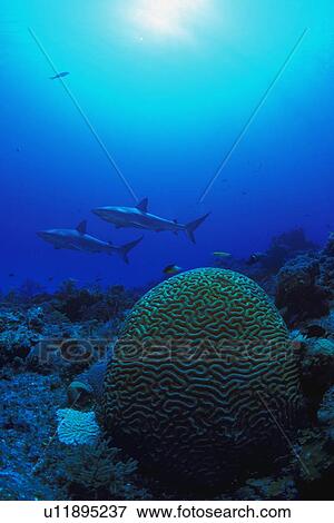 Caribbean reef shark View Large Photo Image Stock Photo - Caribbean reef shark. Fotosearch