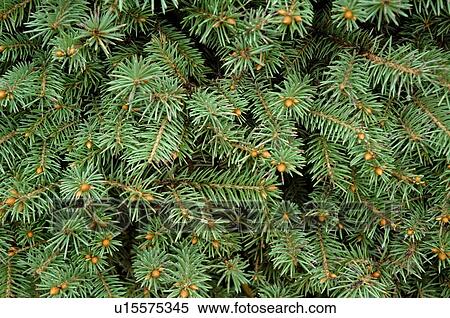 Stock Photography - Closeup of evergreen branches. Fotosearch