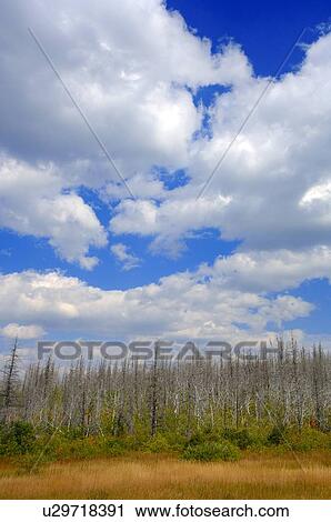 Cloudy sky over dead trees with new growth View Large Photo Image Stock Image - Cloudy sky over dead trees with new growth. Fotosearch
