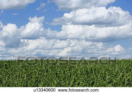 Cornfield View Large Photo Image Stock Image - Cornfield. Fotosearch