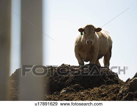 Cow standing on dirt pile View Large Photo Image Stock Photo - Cow standing on dirt pile. Fotosearch