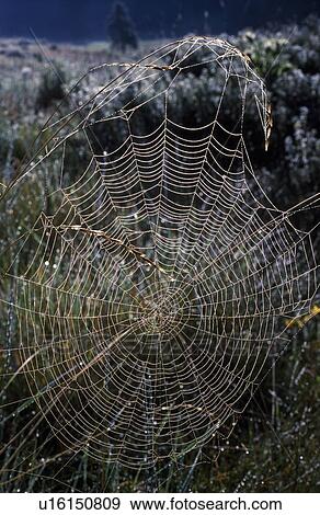 Dew-covered orb web View Large Photo Image Stock Photo - Dew-covered orb web. Fotosearch