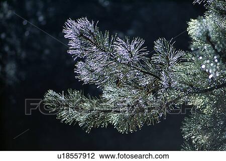 Stock Image - Dew on ponderosa pine branches. Fotosearch