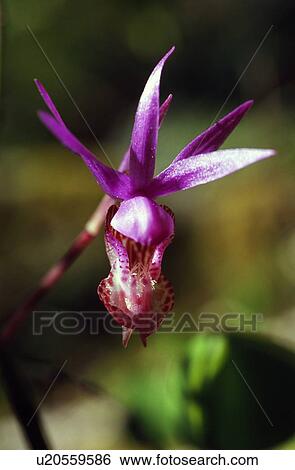 Fairy slipper orchid View Large Photo Image Stock Photograph - Fairy slipper orchid. Fotosearch