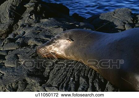 Galapagos sea lion View Large Photo Image Stock Image - Galapagos sea lion. Fotosearch