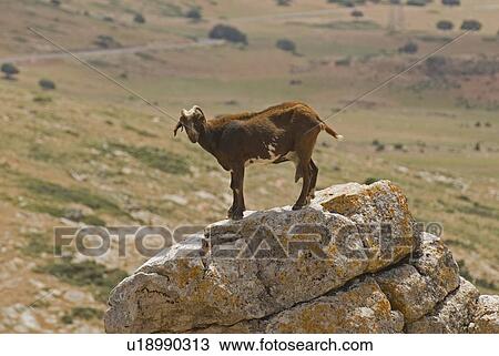 Stock Image - Goat standing on rock. Fotosearch