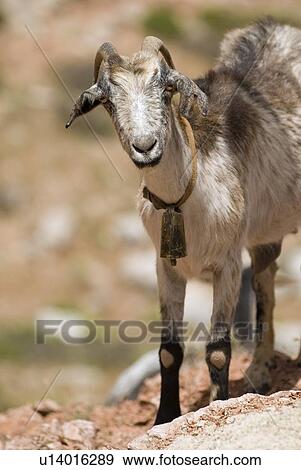 Goat  View Large Photo Image Stock Photo - Goat . Fotosearch