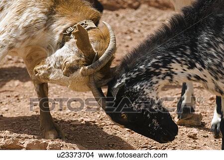 Goats fighting View Large Photo Image Picture - Goats fighting. Fotosearch