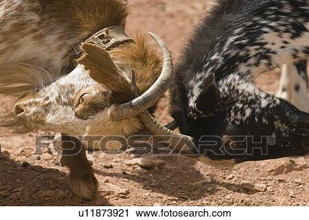 Goats fighting View Large Photo Image Stock Image - Goats fighting. Fotosearch