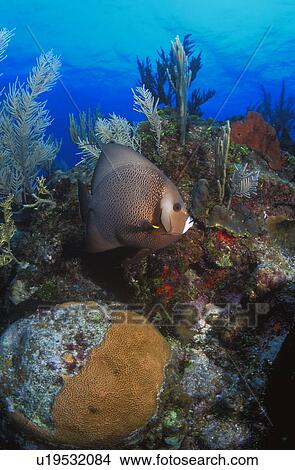 Picture - Gray Angelfish. Fotosearch