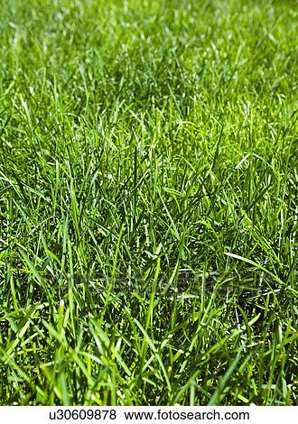Green grass View Large Photo Image Stock Photo - Green grass. Fotosearch