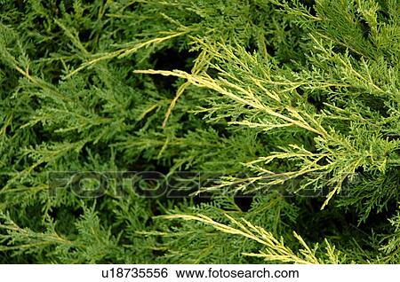 Juniper branches View Large Photo Image Stock Photograph - Juniper branches. Fotosearch