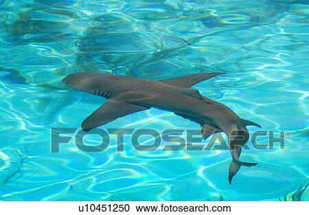 Lemon shark View Large Photo Image Stock Image - Lemon shark. Fotosearch
