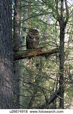 Stock Photo - Mexican Spotted Owl. Fotosearch