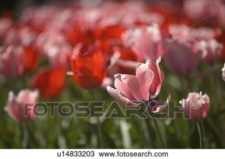 Stock Image - Pink and red tulips. Fotosearch