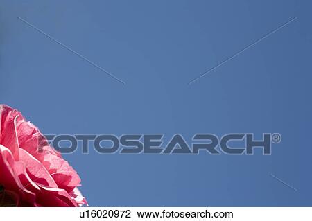 Stock Image - Pink flower against blue sky. Fotosearch