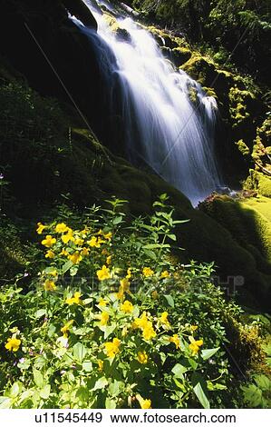Proxy Falls View Large Photo Image Stock Photo - Proxy Falls. Fotosearch
