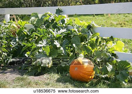 Pumpkin on the vine View Large Photo Image Stock Photography - Pumpkin on the vine. Fotosearch