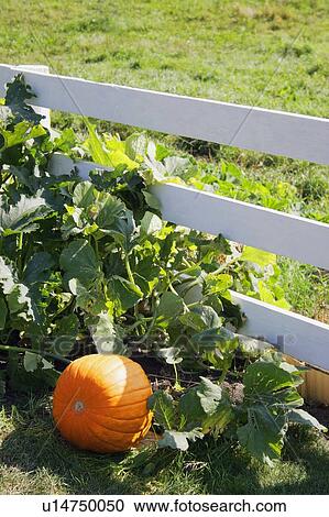 Stock Image - Pumpkin on vine. Fotosearch