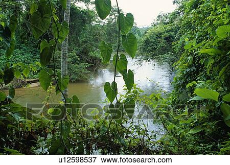 Rainforest in Belize View Large Photo Image Stock Photo - Rainforest in Belize. Fotosearch