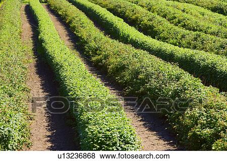 Raspberry farm View Large Photo Image Stock Photo - Raspberry farm. Fotosearch