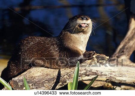 River otter on driftwood View Large Photo Image Stock Image - River otter on driftwood. Fotosearch