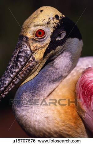 Stock Photograph - Rose spoonbill waterbird. Fotosearch
