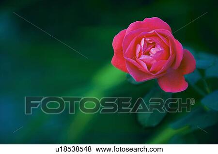 Rose View Large Photo Image Stock Photo - Rose. Fotosearch