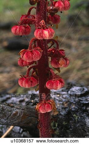 Stock Photo - Seed capsules of pinedrop plant. Fotosearch