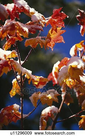 Snow on vine maples View Large Photo Image Stock Photo - Snow on vine maples. Fotosearch