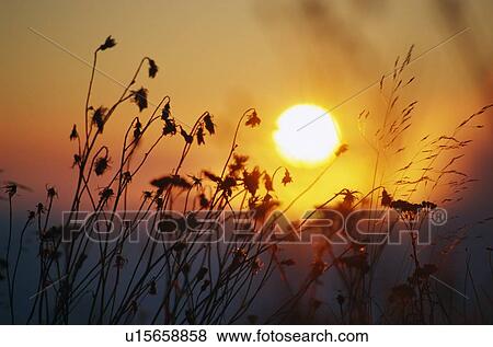 Sunrise behind tall grasses View Large Photo Image Stock Photo - Sunrise behind tall grasses. Fotosearch