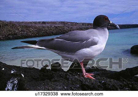 Swallow-tailed gull on Galapagos islands View Large Photo Image Stock Photo - Swallow-tailed gull on Galapagos islands. Fotosearch